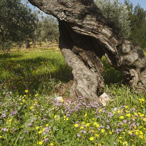 עץ זית בגליל באביב
