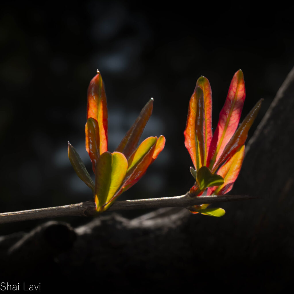 עלי עץ הרימון